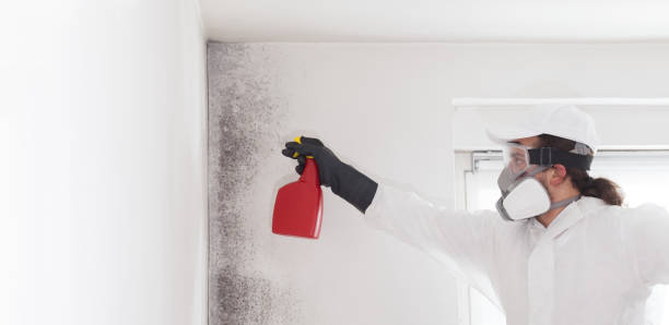 Trusted Royal Pines, NC Mold Removal Experts